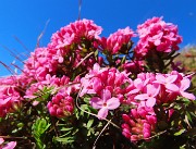 43 Ai bordi della linea tagliafuoco fiori di Daphne cneorum-Dafne odorosa baciata dal sole